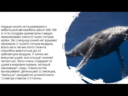 Cердце синего кита размером с небольшой автомобиль весит 600-700 кг и по