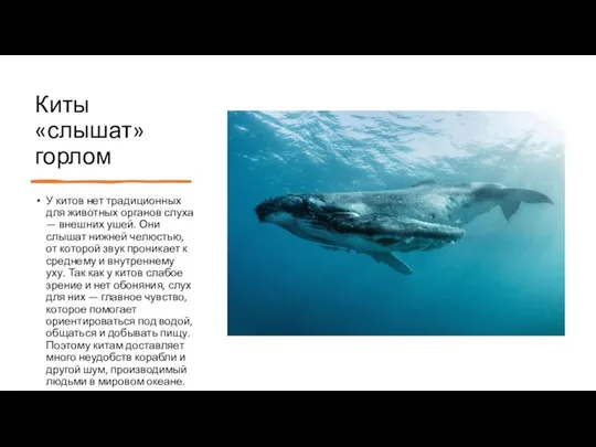 Киты «слышат» горлом У китов нет традиционных для животных органов слуха —