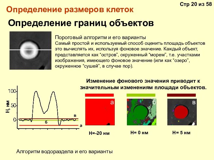 Определение размеров клеток Определение границ объектов Изменение фонового значения приводит к значительным