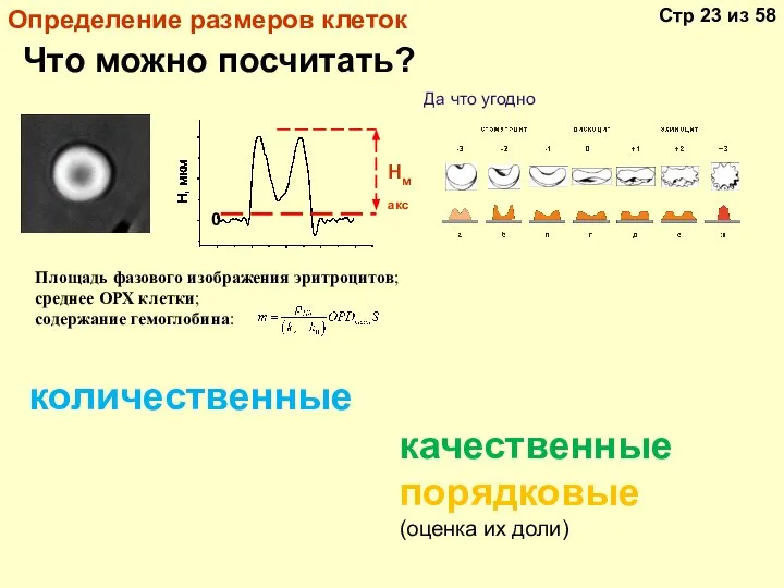 Определение размеров клеток Да что угодно Что можно посчитать? Площадь фазового изображения