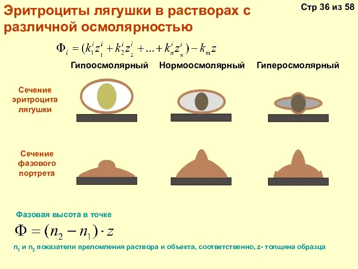 Гипоосмолярный Нормоосмолярный Гиперосмолярный Сечение эритроцита лягушки Сечение фазового портрета Эритроциты лягушки в