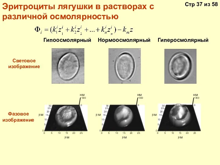 Гипоосмолярный Нормоосмолярный Гиперосмолярный Световое изображение Фазовое изображение Эритроциты лягушки в растворах с различной осмолярностью