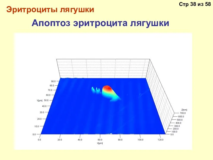 Эритроциты лягушки Апоптоз эритроцита лягушки