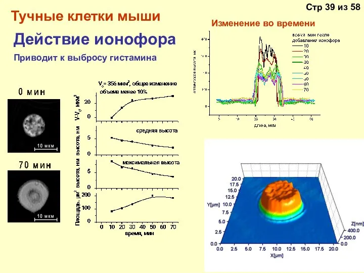 Тучные клетки мыши Действие ионофора Изменение во времени Приводит к выбросу гистамина