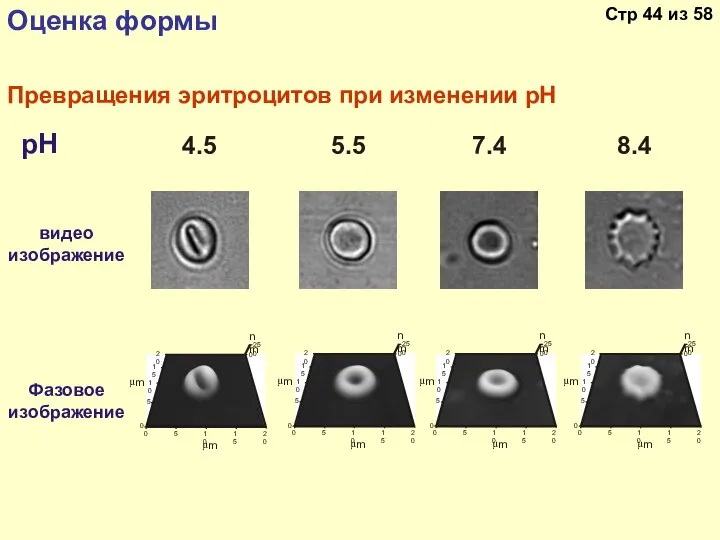 Превращения эритроцитов при изменении рН рН Фазовое изображение видео изображение μ m