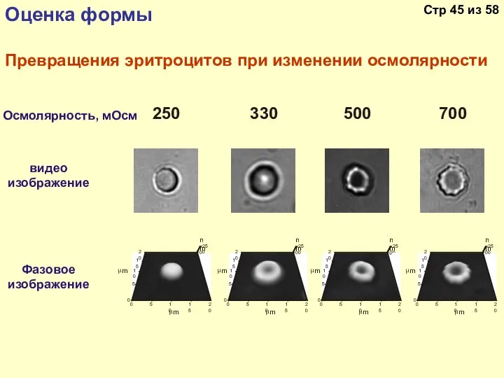 Превращения эритроцитов при изменении осмолярности Осмолярность, мОсм Фазовое изображение видео изображение μ