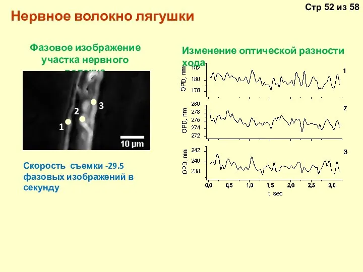 Нервное волокно лягушки Фазовое изображение участка нервного волокна Скорость съемки -29.5 фазовых