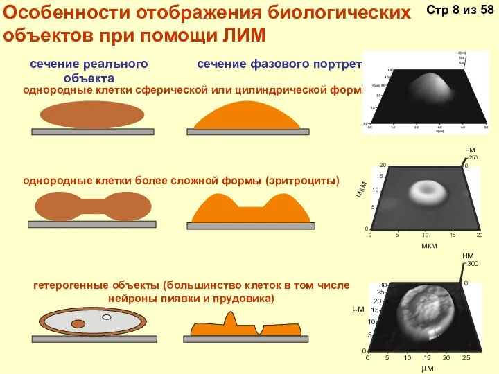 Особенности отображения биологических объектов при помощи ЛИМ сечение реального объекта сечение фазового