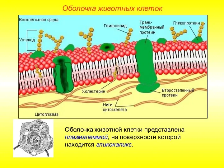 Оболочка животной клетки представлена плазмалеммой, на поверхности которой находится гликокаликс. Оболочка животных клеток