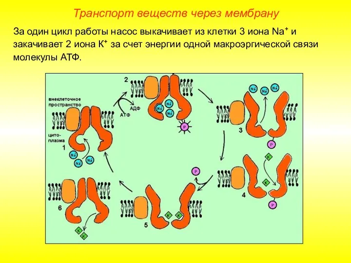 Транспорт веществ через мембрану За один цикл работы насос выкачивает из клетки