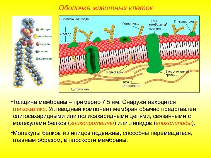 Толщина мембраны – примерно 7,5 нм. Снаружи находится гликокаликс. Углеводный компонент мембран