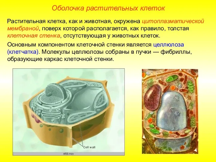 Оболочка растительных клеток Растительная клетка, как и животная, окружена цитоплазматической мембраной, поверх