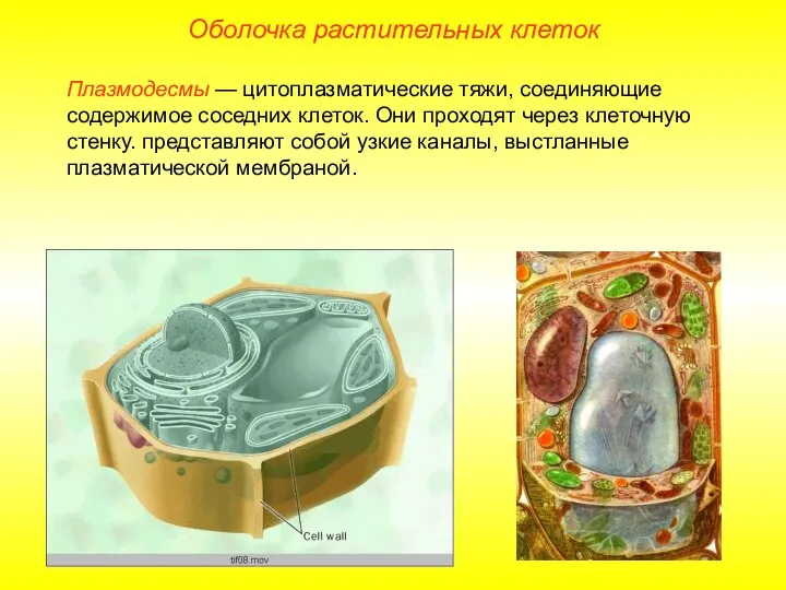 Оболочка растительных клеток Плазмодесмы — цитоплазматические тяжи, соединяющие содержимое соседних клеток. Они