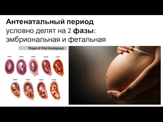 Антенатальный период условно делят на 2 фазы: эмбриональная и фетальная