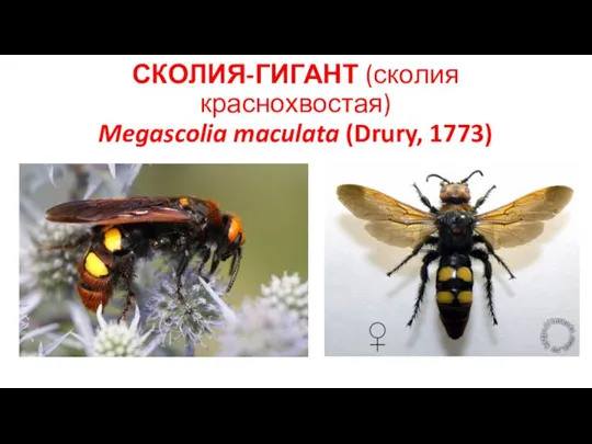 СКОЛИЯ-ГИГАНТ (сколия краснохвостая) Megascolia maculata (Drury, 1773)