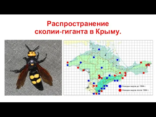 Распространение сколии-гиганта в Крыму.