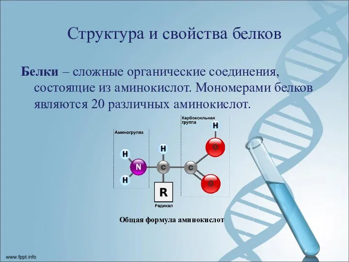 Структура и свойства белков Белки – сложные органические соединения, состоящие из аминокислот.