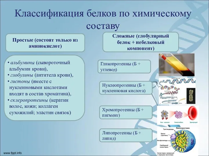 Классификация белков по химическому составу Простые (состоят только из аминокислот) Сложные (глобулярный