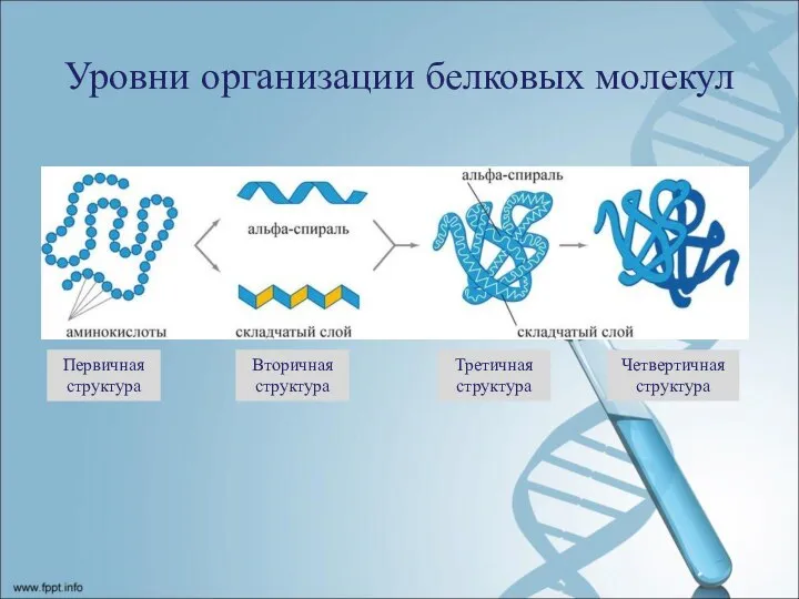 Уровни организации белковых молекул Первичная структура Вторичная структура Третичная структура Четвертичная структура