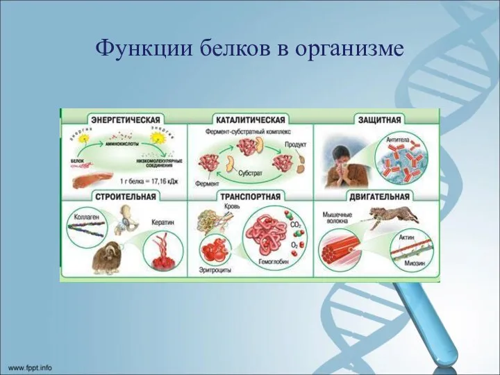 Функции белков в организме
