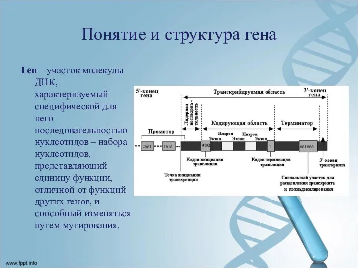 Понятие и структура гена Ген – участок молекулы ДНК, характеризуемый специфической для