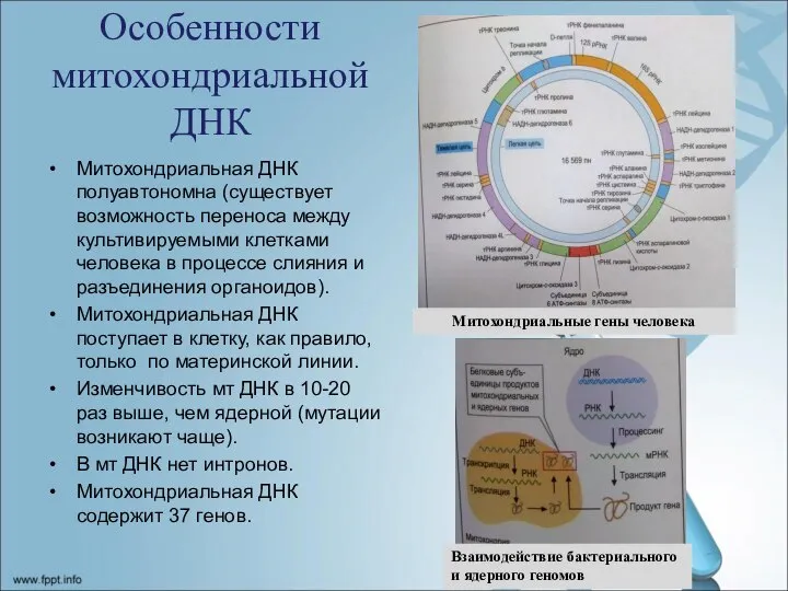 Особенности митохондриальной ДНК Митохондриальная ДНК полуавтономна (существует возможность переноса между культивируемыми клетками