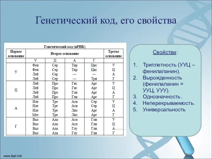 Генетический код, его свойства Свойства: Триплетность (УУЦ – фенилаланин). Вырожденность (фенилаланин =