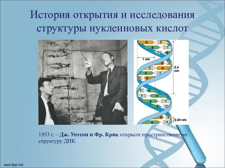 История открытия и исследования структуры нуклеиновых кислот 1953 г. – Дж. Уотсон