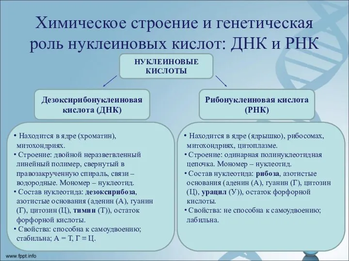 Химическое строение и генетическая роль нуклеиновых кислот: ДНК и РНК НУКЛЕИНОВЫЕ КИСЛОТЫ