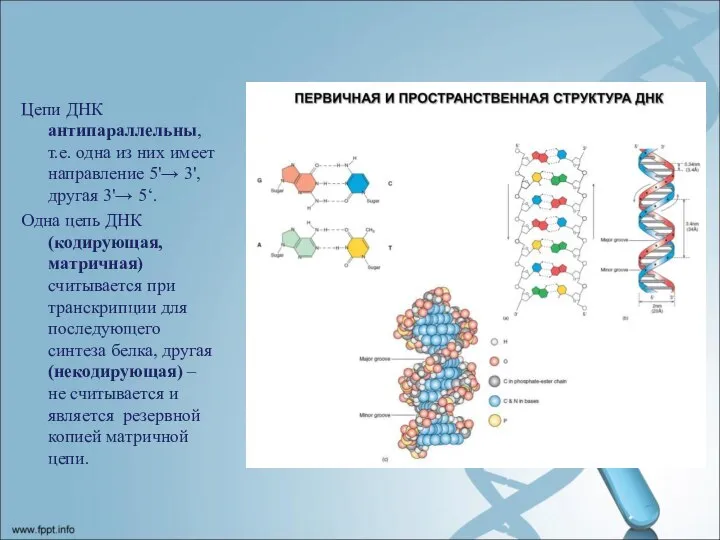 Цепи ДНК антипараллельны, т.е. одна из них имеет направление 5'→ 3', другая