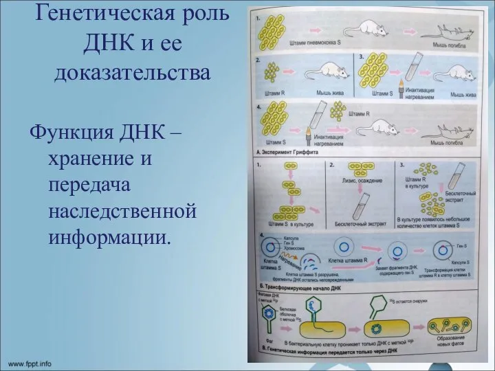 Генетическая роль ДНК и ее доказательства Функция ДНК – хранение и передача наследственной информации.