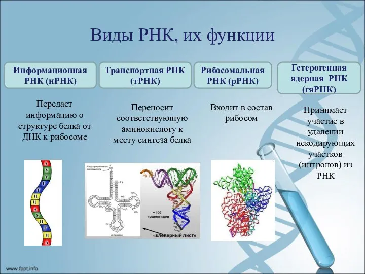 Виды РНК, их функции Информационная РНК (иРНК) Передает информацию о структуре белка