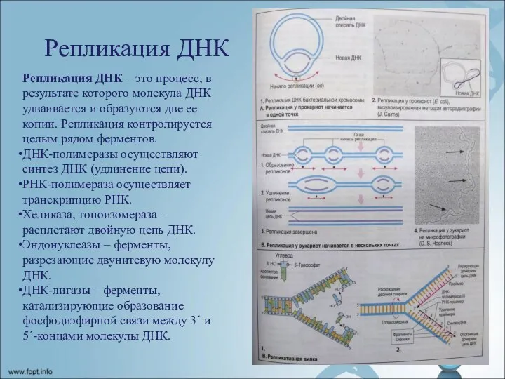 Репликация ДНК Репликация ДНК – это процесс, в результате которого молекула ДНК