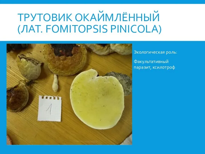 ТРУТОВИК ОКАЙМЛЁННЫЙ (ЛАТ. FOMITOPSIS PINICOLA) Экологическая роль: Факультативный паразит, ксилотроф