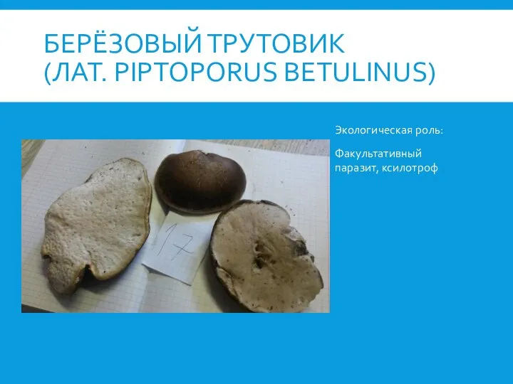 БЕРЁЗОВЫЙ ТРУТОВИК (ЛАТ. PIPTOPORUS BETULINUS) Экологическая роль: Факультативный паразит, ксилотроф