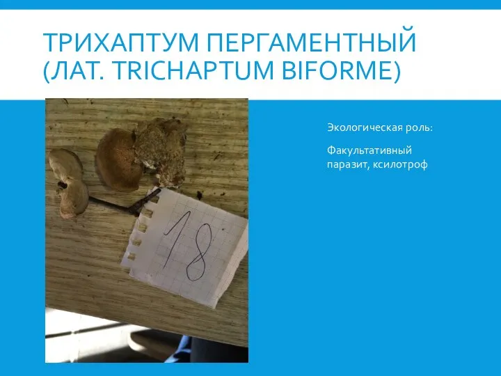 ТРИХАПТУМ ПЕРГАМЕНТНЫЙ (ЛАТ. TRICHAPTUM BIFORME) Экологическая роль: Факультативный паразит, ксилотроф