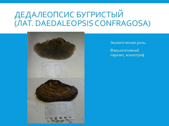 ДЕДАЛЕОПСИС БУГРИСТЫЙ (ЛАТ. DAEDALEOPSIS CONFRAGOSA) Экологическая роль: Факультативный паразит, ксилотроф