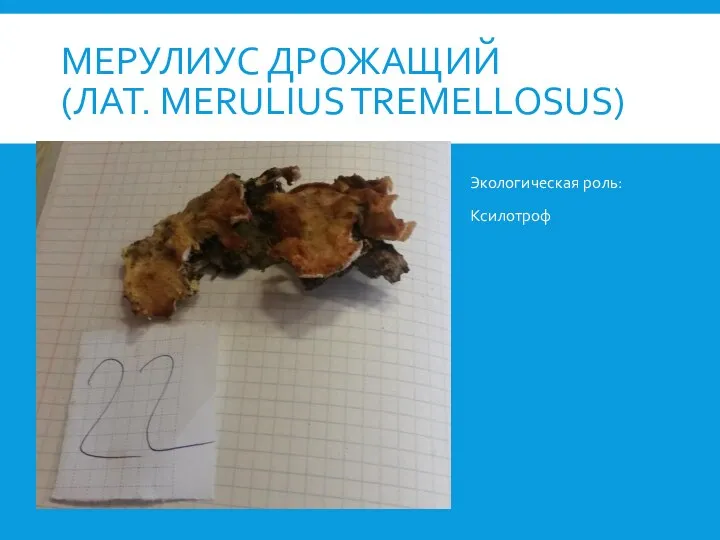 МЕРУЛИУС ДРОЖАЩИЙ (ЛАТ. MERULIUS TREMELLOSUS) Экологическая роль: Ксилотроф