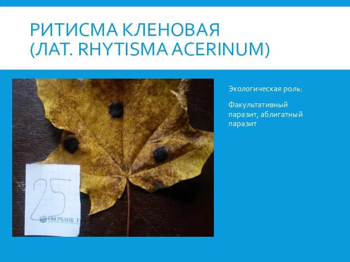 РИТИСМА КЛЕНОВАЯ (ЛАТ. RHYTISMA ACERINUM) Экологическая роль: Факультативный паразит, аблигатный паразит