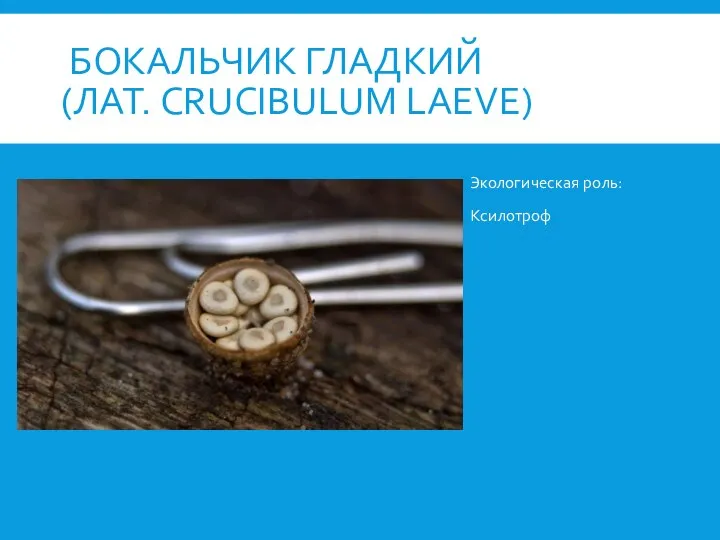 БОКАЛЬЧИК ГЛАДКИЙ (ЛАТ. CRUCIBULUM LAEVE) Экологическая роль: Ксилотроф