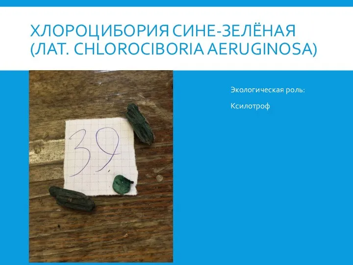 ХЛОРОЦИБОРИЯ СИНЕ-ЗЕЛЁНАЯ (ЛАТ. CHLOROCIBORIA AERUGINOSA) Экологическая роль: Ксилотроф