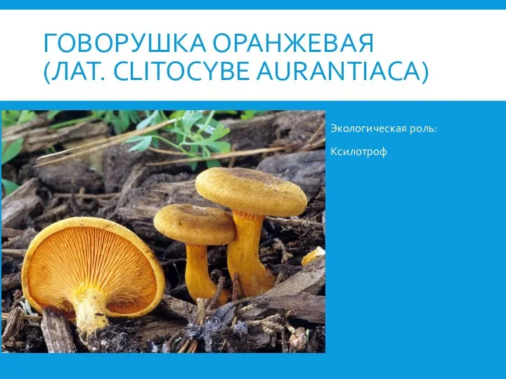 ГОВОРУШКА ОРАНЖЕВАЯ (ЛАТ. CLITOCYBE AURANTIACA) Экологическая роль: Ксилотроф