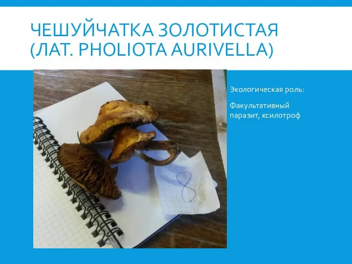 ЧЕШУЙЧАТКА ЗОЛОТИСТАЯ (ЛАТ. PHOLIOTA AURIVELLA) Экологическая роль: Факультативный паразит, ксилотроф