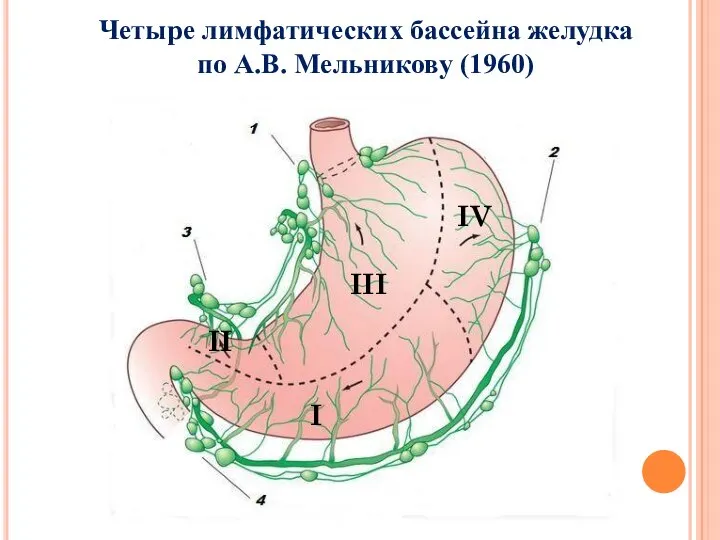 Четыре лимфатических бассейна желудка по А.В. Мельникову (1960) I III II IV