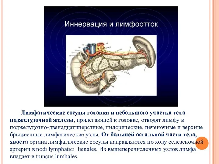 Лимфатические сосуды головки и небольшого участка тела поджелудочной железы, прилегающей к головке,