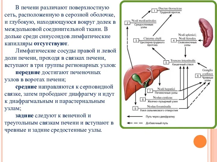 В печени различают поверхностную сеть, расположенную в серозной оболочке, и глубокую, находяющуюся