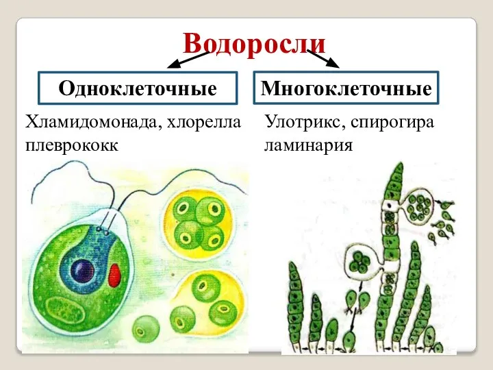 Водоросли Хламидомонада, хлорелла плеврококк Улотрикс, спирогира ламинарияя Многоклеточные Одноклеточные