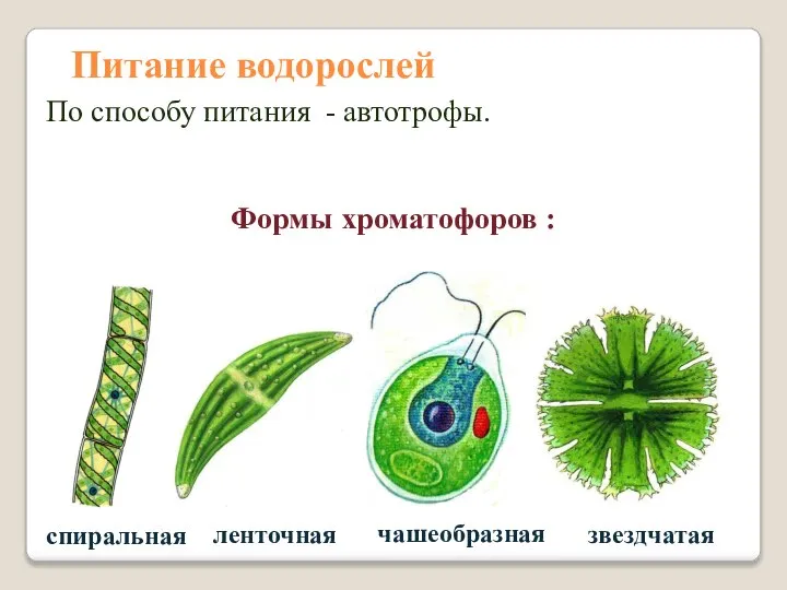 Питание водорослей По способу питания - автотрофы. спиральная ленточная звездчатая чашеобразная Формы хроматофоров :