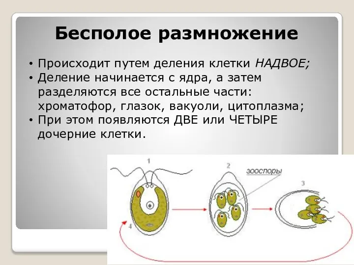 Бесполое размножение Происходит путем деления клетки НАДВОЕ; Деление начинается с ядра, а