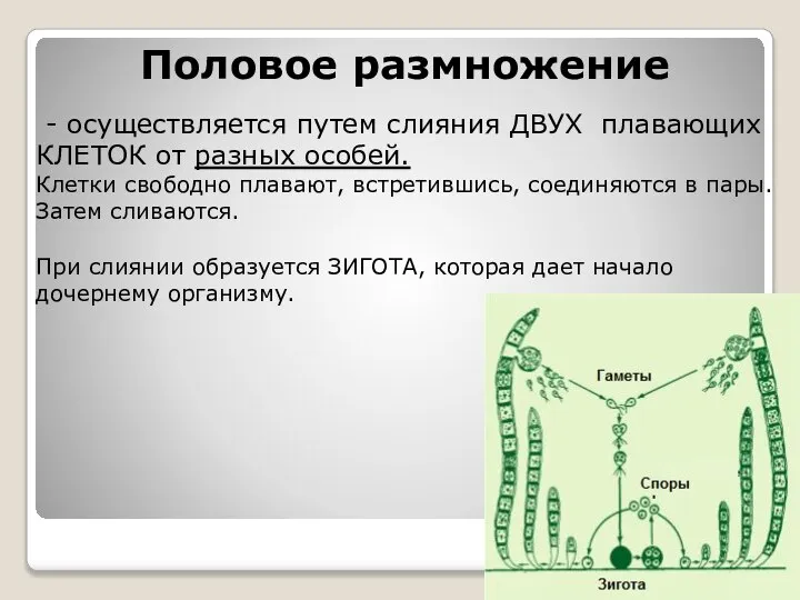 Половое размножение - осуществляется путем слияния ДВУХ плавающих КЛЕТОК от разных особей.